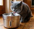 The SippyCat™ - 2L Stainless Fountain 2.0